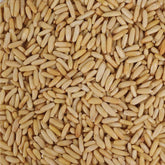 Premium quality Chilgoja Giri - Order dry fruits online